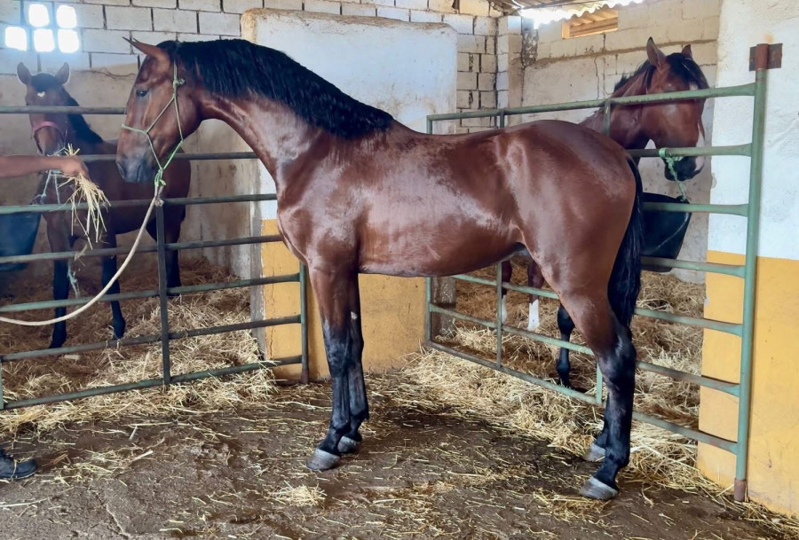 Vente de cheval : Narco do coto 