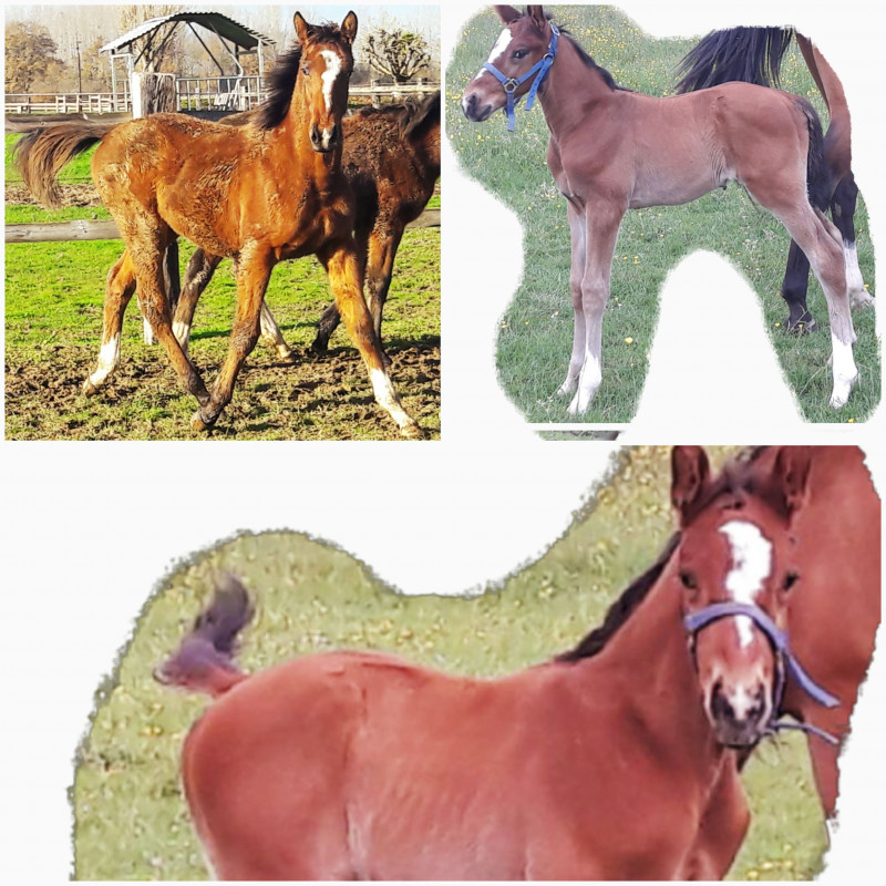 cheval de selle 8 lettres