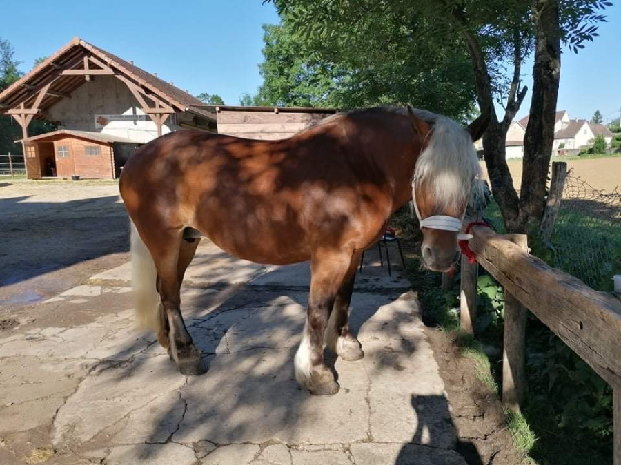 Vente de cheval : Diane 