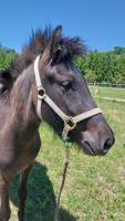 Vente de poney