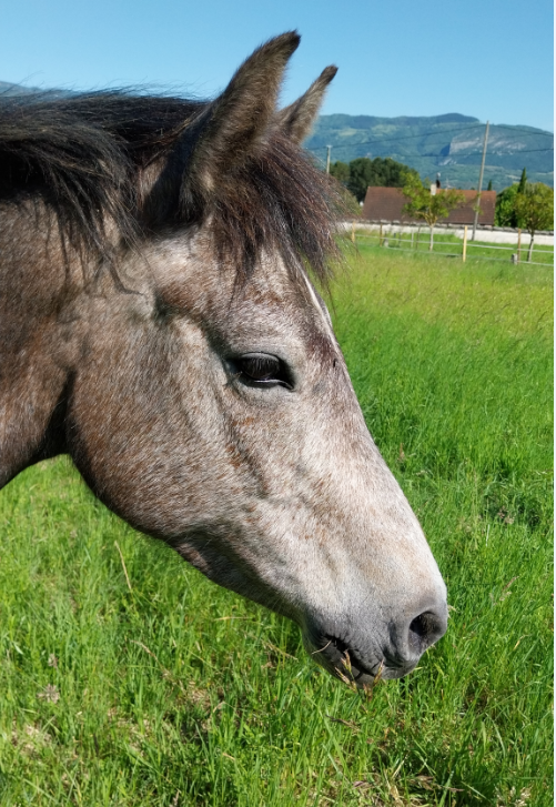 Vente de poney