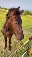 Vente de poney