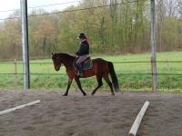 Vente de poney