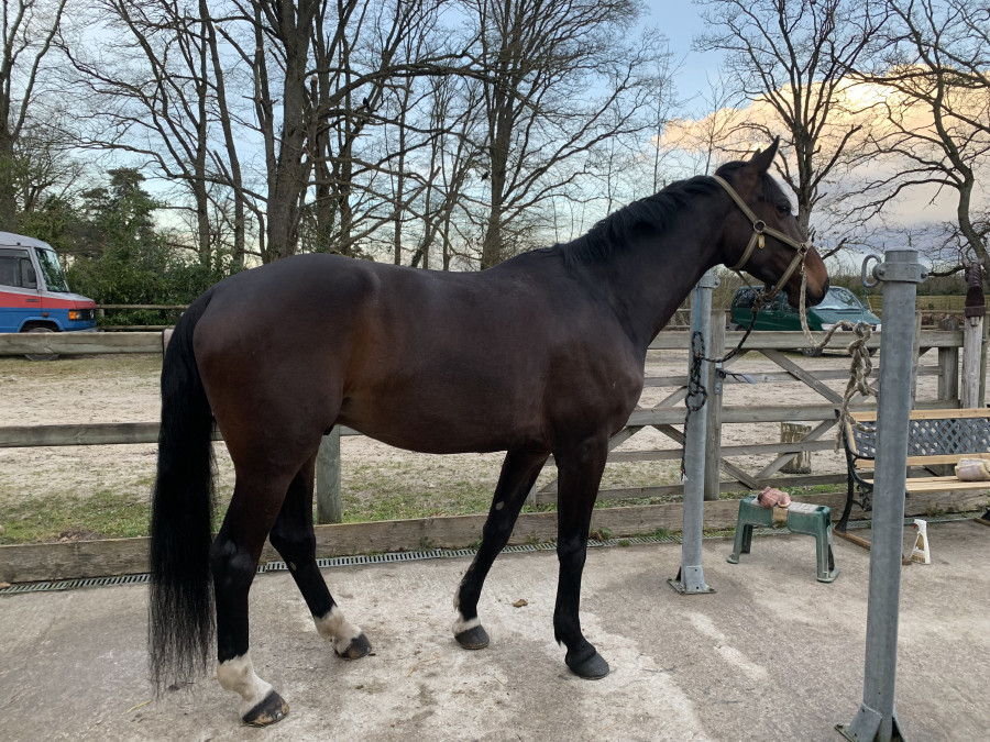 Vente de cheval : Kephas des mortraits 