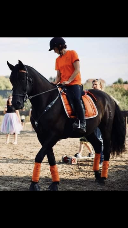 Vente de cheval : NEPTUNO 