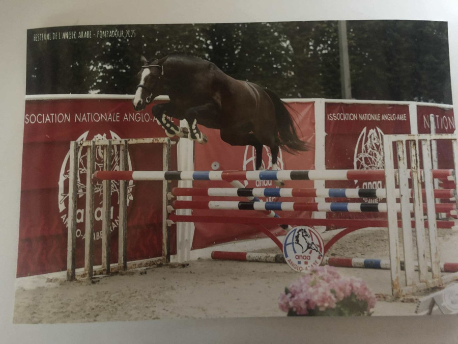 Vente de cheval : Moonlyght fly with us 