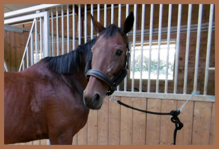 Vente de chevaux