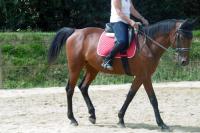 Vente de cheval : T.