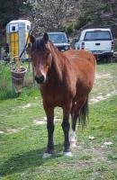 Vente de poney