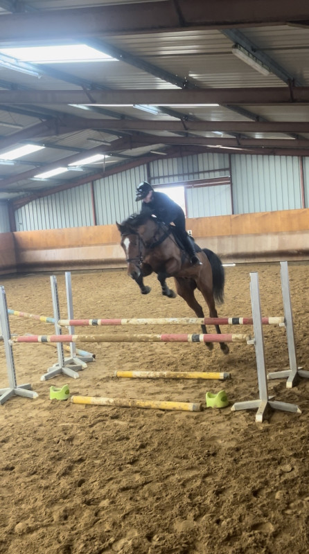 Vente de cheval : Pablo
