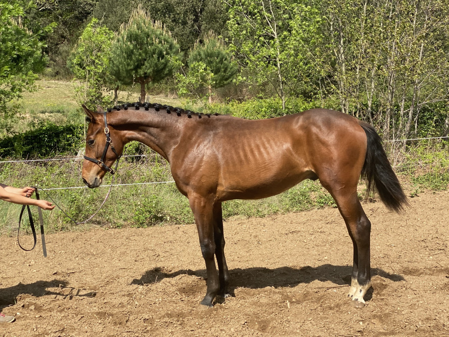 Vente de cheval : MAQUISARD DES PINS