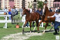 Vente de cheval : MAILLOUX DES PINS