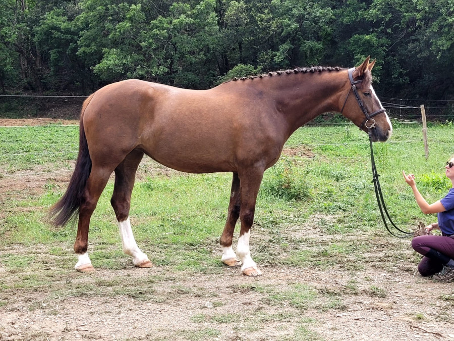 Vente de cheval : Toute une istoi?r des Pins