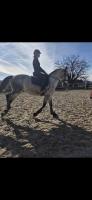 Vente de cheval : Rayo