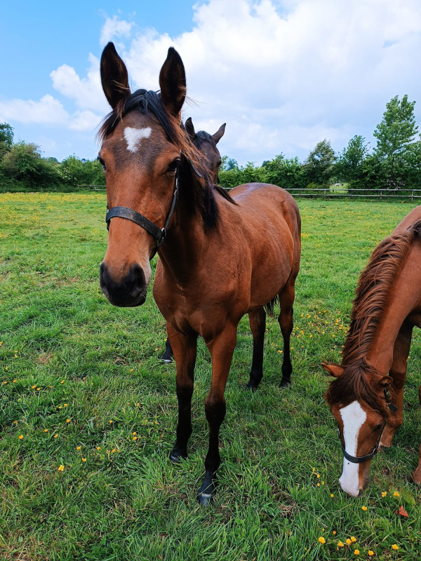 Vente de cheval : SN