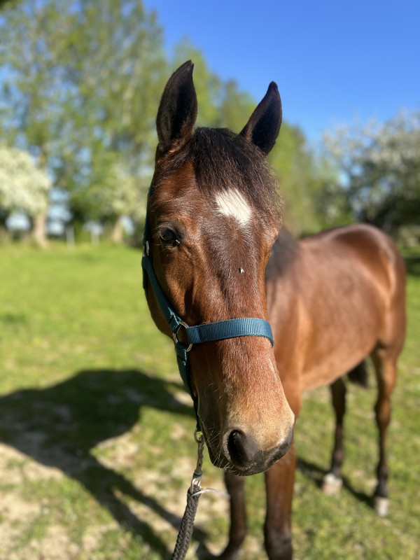 Vente de cheval : Mike Iron