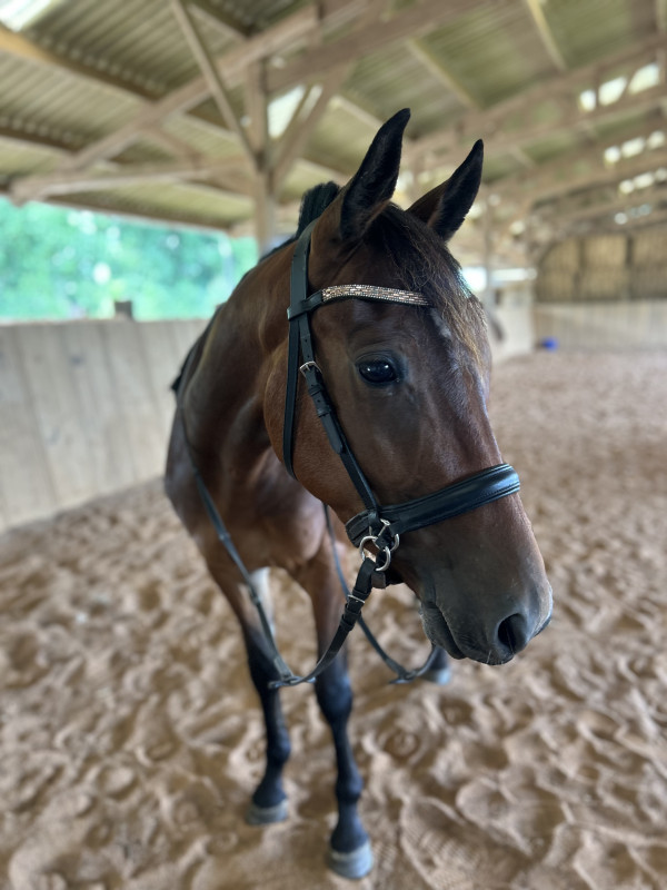 Vente de cheval : Mike Iron