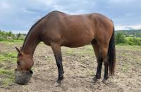 Vente de cheval : Mirage des Noyers