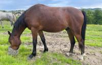 Vente de cheval : Maestro de Crepinge