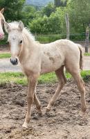 Vente de poney