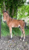 Vente de cheval : Pastel des Noyers