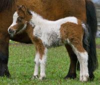 Vente de poney