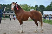  Davids Welsh Dragon
