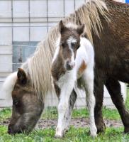 Vente de poney
