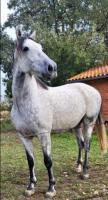 Vente de cheval : Nativo