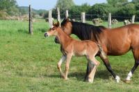 Vente de cheval : Hira Dubaillarquet