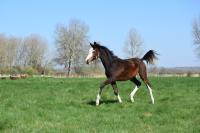 Vente de cheval : Aleabir Dubaillarquet 