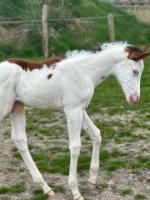 Vente de cheval : Ouziris Dubaillarquet