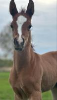 Vente de cheval : Anoubis Dubaillarquet