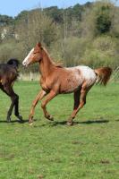 Vente de cheval : Sabaar Dubaillarquet 