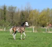 Vente de cheval : Warada Dubaillarquet