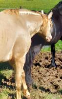 Vente de cheval : Heden de lou bayle