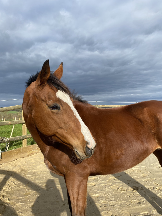 Vente de cheval : Ballinzza Sim
