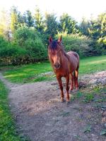 Vente de cheval : itack