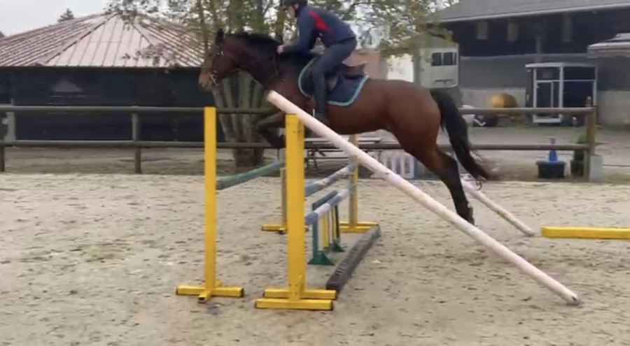 Vente de cheval : Kadence des falaises 