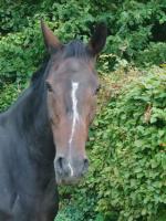 Vente de cheval