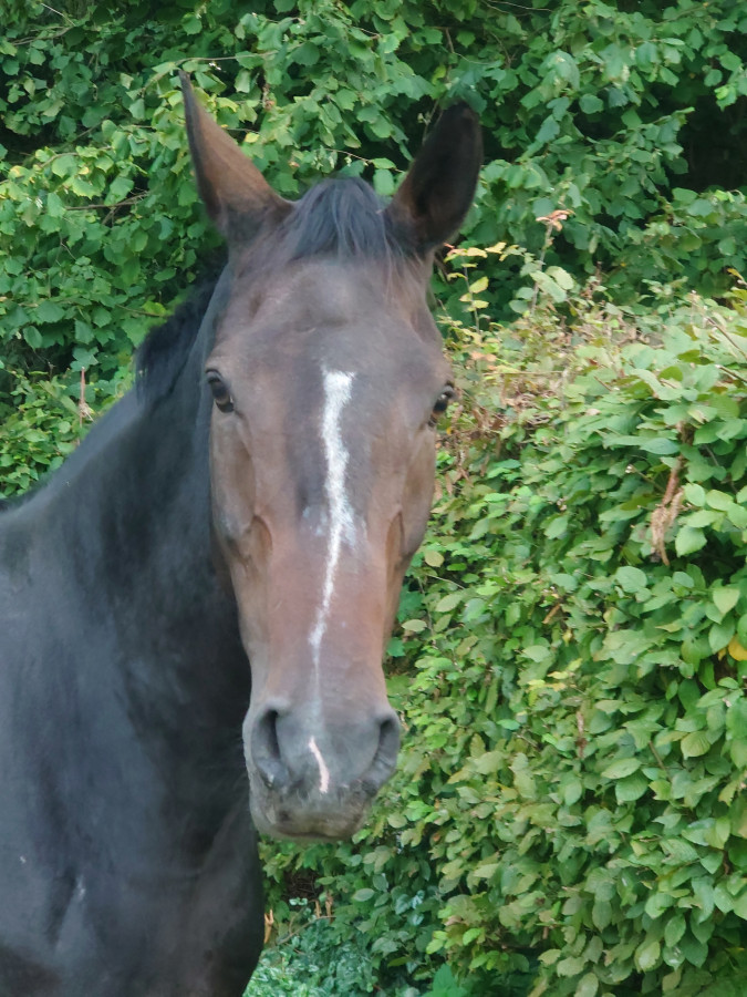 Vente de chevaux
