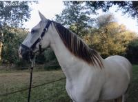 Vente de cheval : caparotta