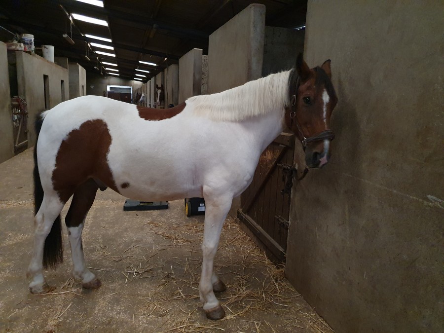 Magnifique Cheval Bai Pie Tobiano