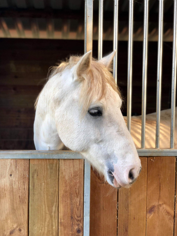 Vente de poney