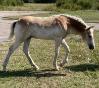 Vente de poney