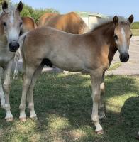 Vente de poney
