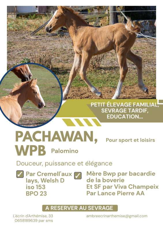 Vente de poney