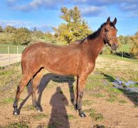 Vente de cheval : KALINGA