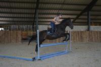 Vente de cheval : Lostato
