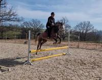 Vente de poney